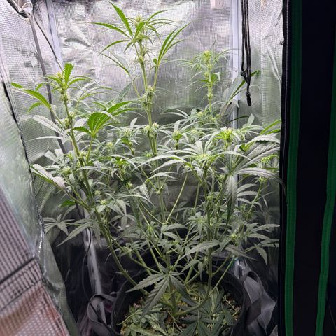 Chopped Cheese growlog photo: Update photos