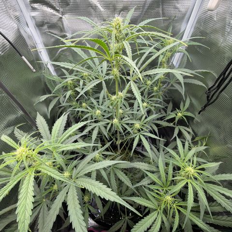 Chopped Cheese growlog photo: Update photos