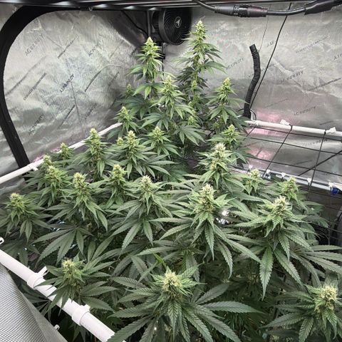 Mountain Jewels growlog photo: Update photo 