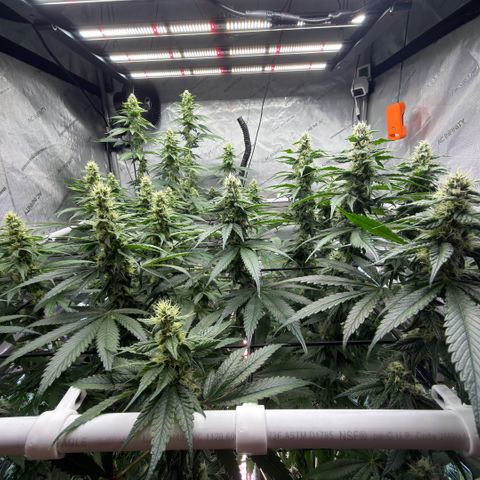 Mountain Jewels growlog photo: Beautiful stacking and colas