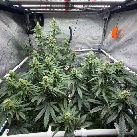 Mountain Jewels growlog photo: Beautiful stacking and colas