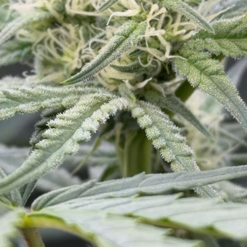 Chopped Cheese growlog photo: Update 