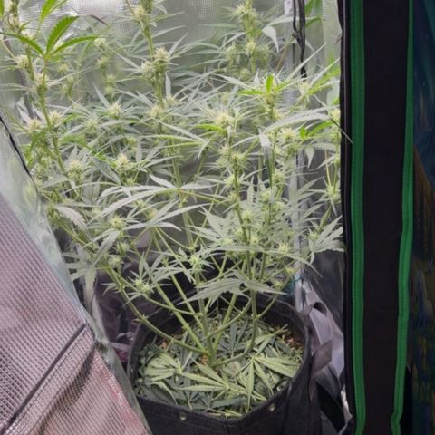 Chopped Cheese growlog photo: Update 