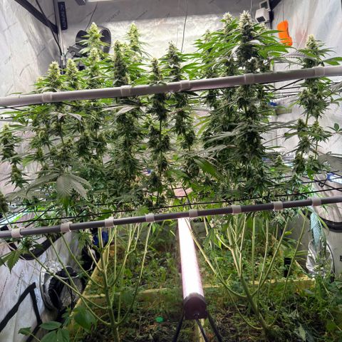 Mountain Jewels growlog photo: Update