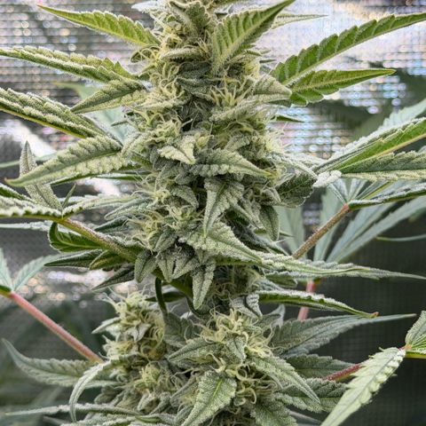 Chopped Cheese growlog photo: Main cola