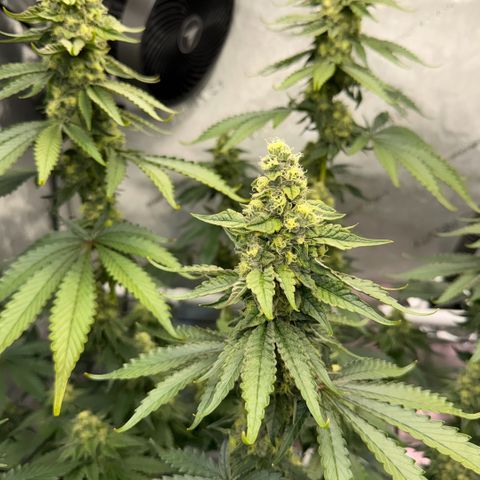 Mountain Jewels growlog photo: Update
