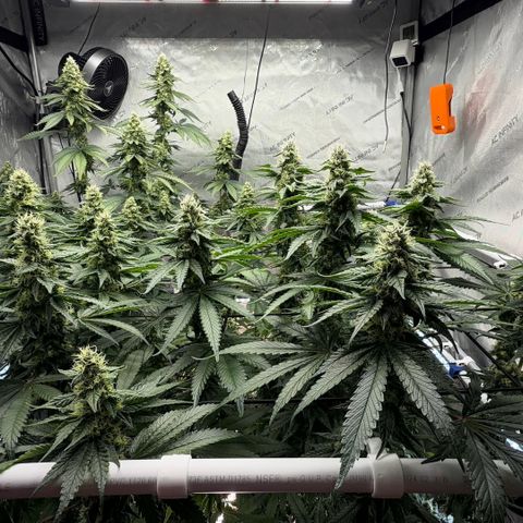 Mountain Jewels growlog photo: Update