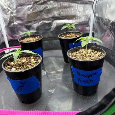 Pungent Punch growlog photo: Updated photos