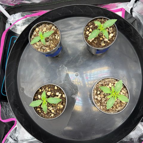 Pungent Punch growlog photo: Updated photos