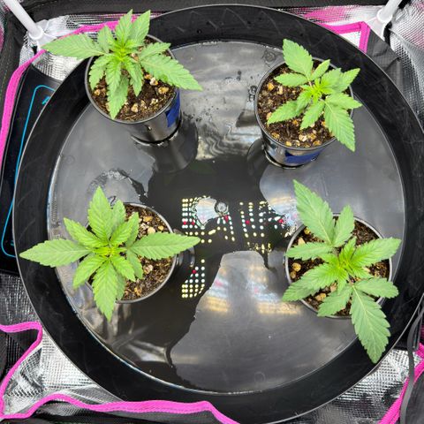 Pungent Punch growlog photo: Hope to transplant this weekend