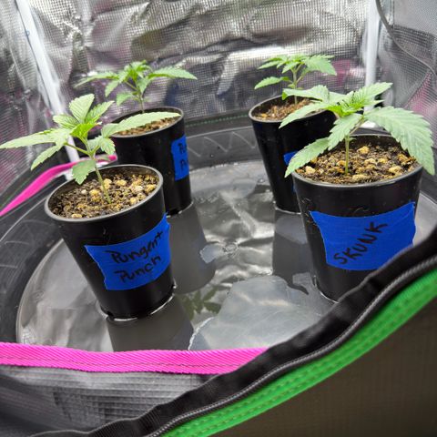 Pungent Punch growlog photo: Hope to transplant this weekend