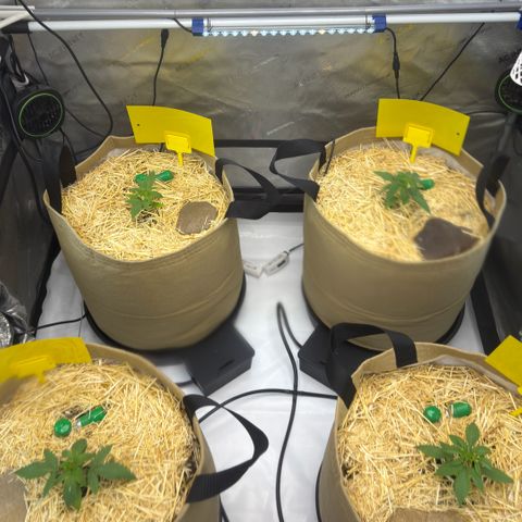 Pungent Punch growlog photo: Skunk on the left, pungent punch on the right 