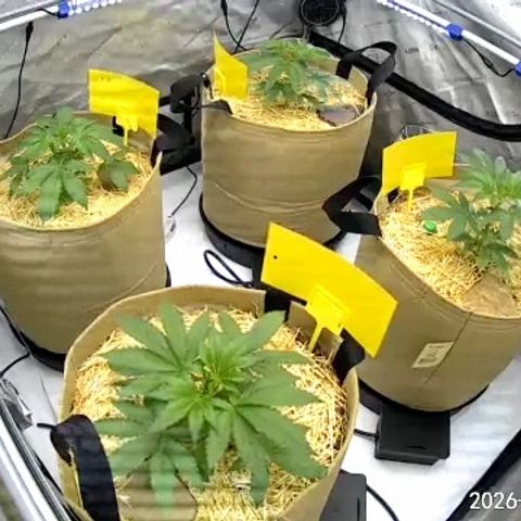 Pungent Punch growlog photo: Update photos 