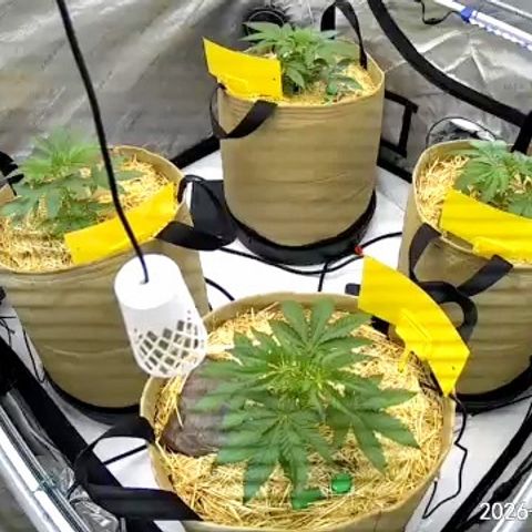 Pungent Punch growlog photo: Update photos 