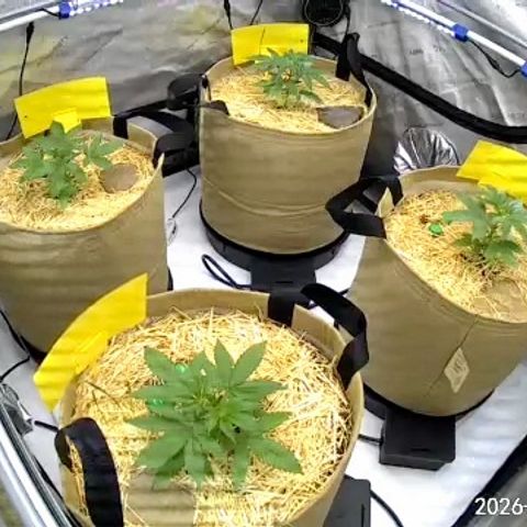 Pungent Punch growlog photo: Update photos
