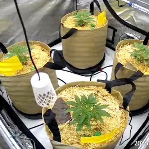 Pungent Punch growlog photo: Update photos