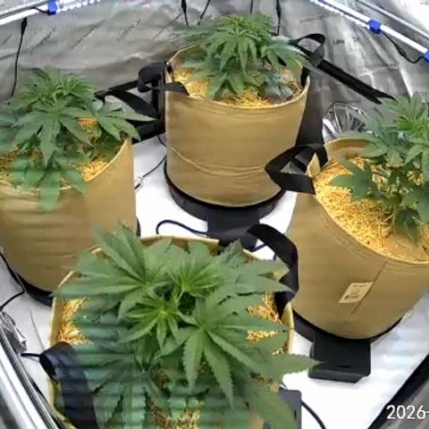 Pungent Punch growlog photo: Update photos