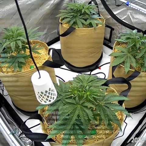 Pungent Punch growlog photo: Update photos