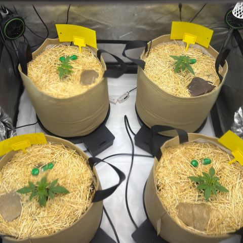 Pungent Punch growlog photo: Skunk on the left, pungent punch on the right 