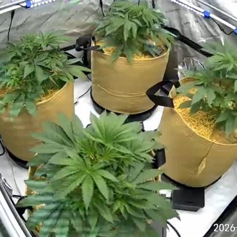 Pungent Punch growlog photo: Update photos 