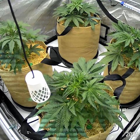 Pungent Punch growlog photo: Update photos 