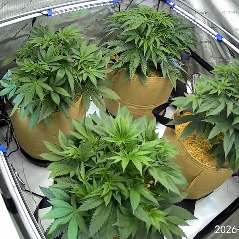 Pungent Punch growlog photo: Update photos, day 20 veg