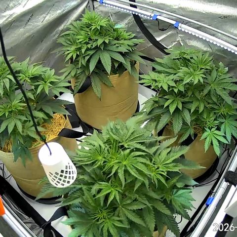 Pungent Punch growlog photo: Update photos, day 20 veg