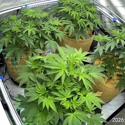 Pungent Punch growlog photo: Update photos day 24