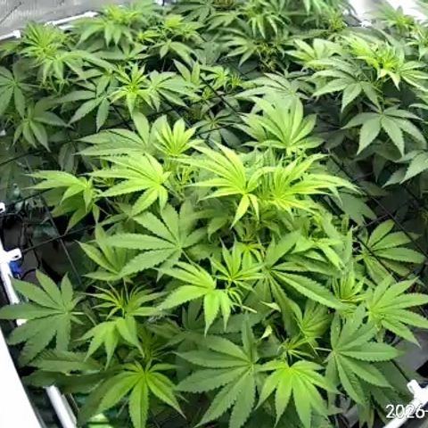 Pungent Punch growlog photo: Update photos , day 1 flower 