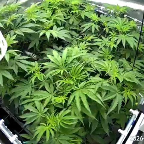 Pungent Punch growlog photo: Update photos , day 1 flower 