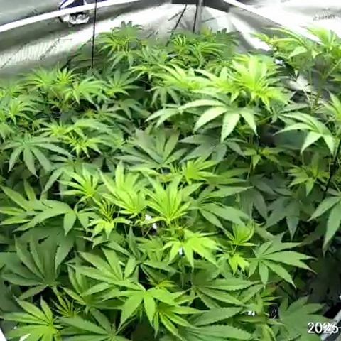 Pungent Punch growlog photo: Update photos , day 4 of flower