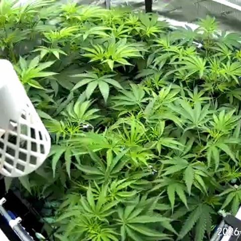 Pungent Punch growlog photo: Update photos , day 4 of flower