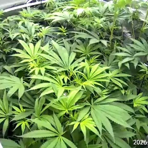 Pungent Punch growlog photo: Update photos day 9 flower