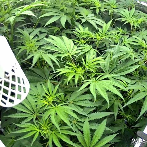 Pungent Punch growlog photo: Update photos day 9 flower