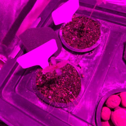 Borrachinha growlog timeline photo