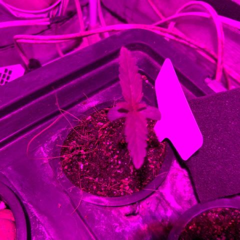 Borrachinha growlog timeline photo