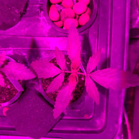 Borrachinha growlog timeline photo