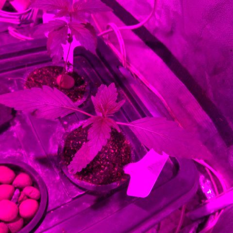 Borrachinha growlog timeline photo