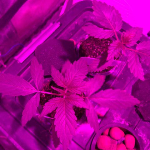 Borrachinha growlog timeline photo