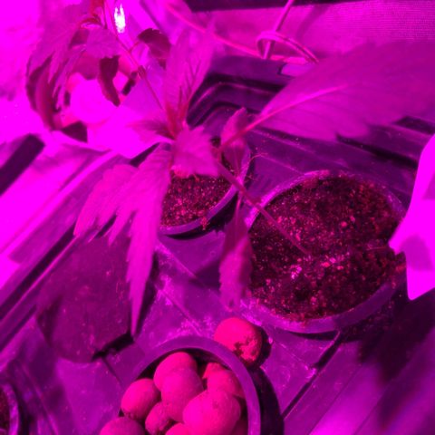 Borrachinha growlog timeline photo