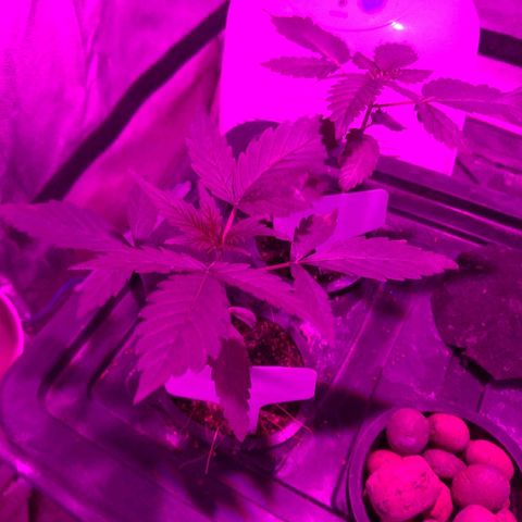Borrachinha growlog timeline photo