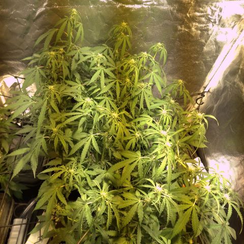 Borrachinha growlog photo: 15 dias de floracao