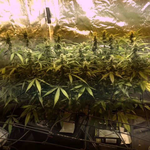Borrachinha growlog timeline photo