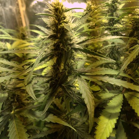 Borrachinha growlog timeline photo
