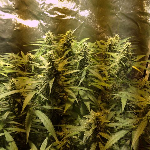 Borrachinha growlog photo: Faltam 2-4 semanas para colheita