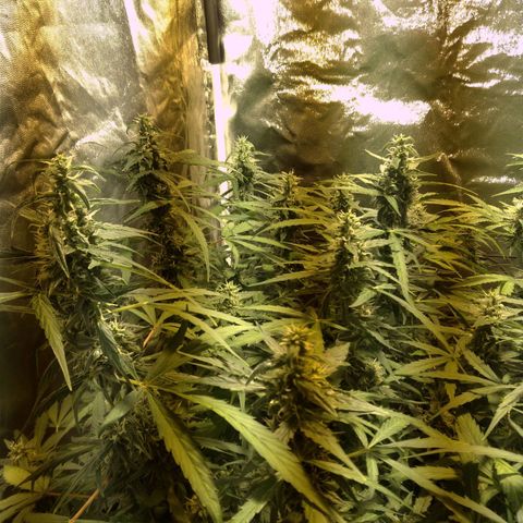 Borrachinha growlog photo: Faltam 2-4 semanas p colheita