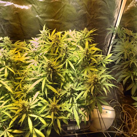 Borrachinha growlog timeline photo