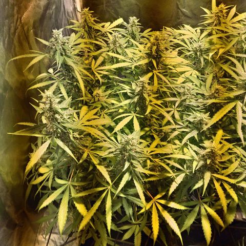 Borrachinha growlog timeline photo