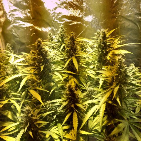 Borrachinha growlog timeline photo