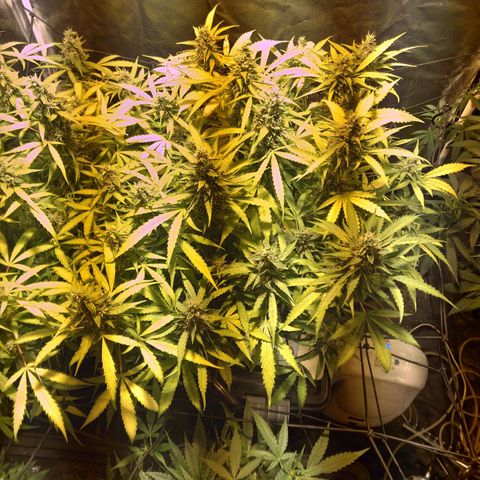 Borrachinha growlog timeline photo